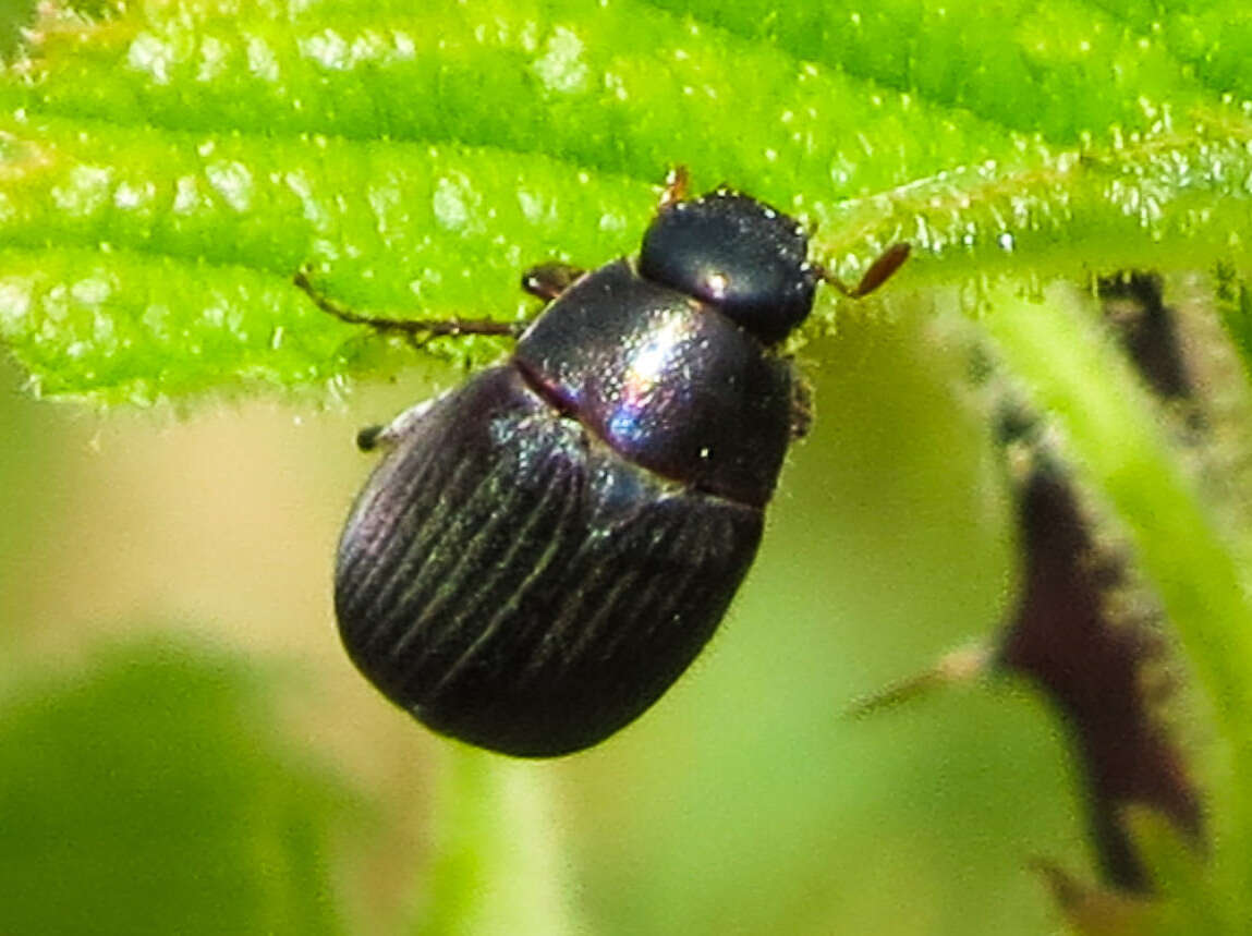 Image of Serica sericea (Illiger 1802)