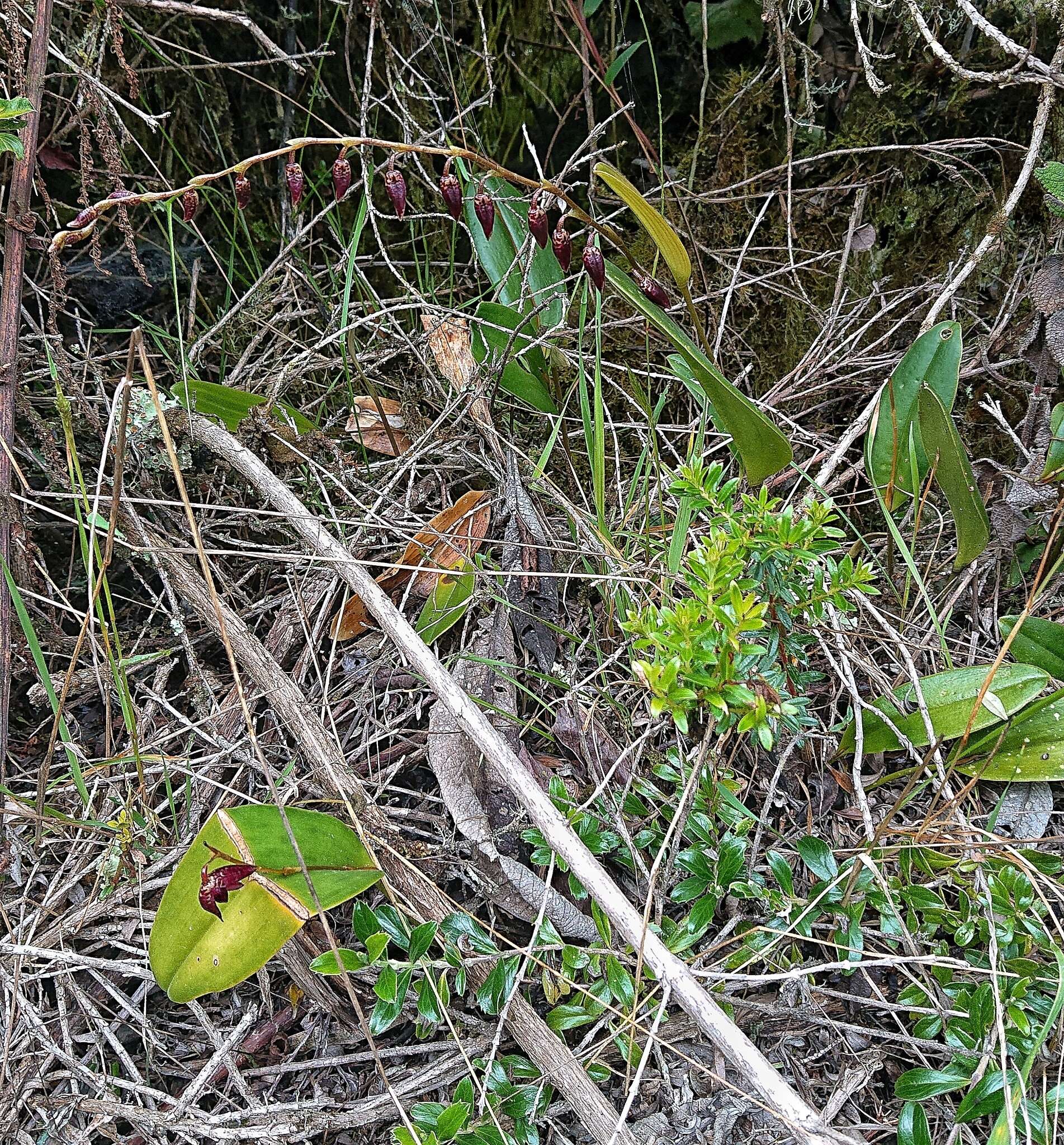 Image of Stelis restrepioides (Lindl.) Pridgeon & M. W. Chase