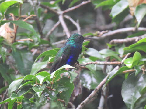 Image of Violet-bellied Hummingbird