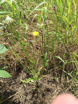 Image of Carolina desert-chicory