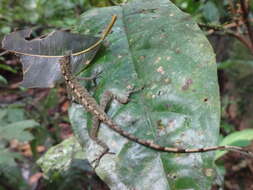 Image of Brown-eared anole