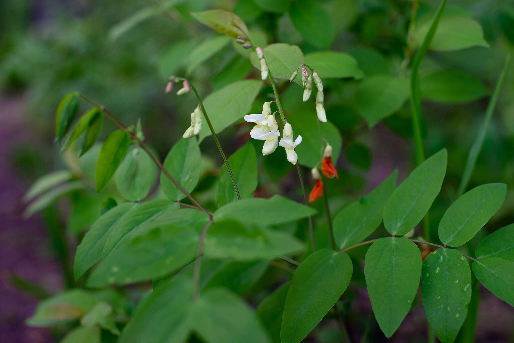 Image of Lathyrus gmelinii Fritsch