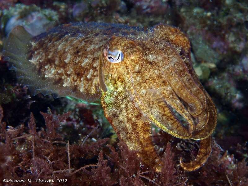 Image of Common Cuttlefish