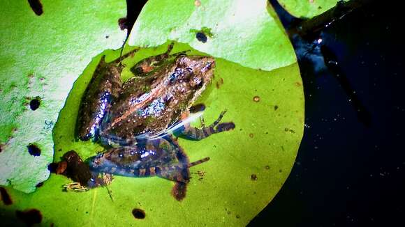 Image of Acris gryllus gryllus