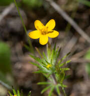 Image of bristly linanthus