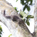 Image of Small Sun Squirrel