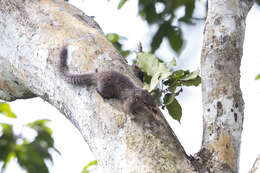 Heliosciurus punctatus (Temminck 1853) resmi