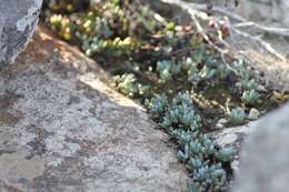 Image of Curio repens (L.) P. V. Heath