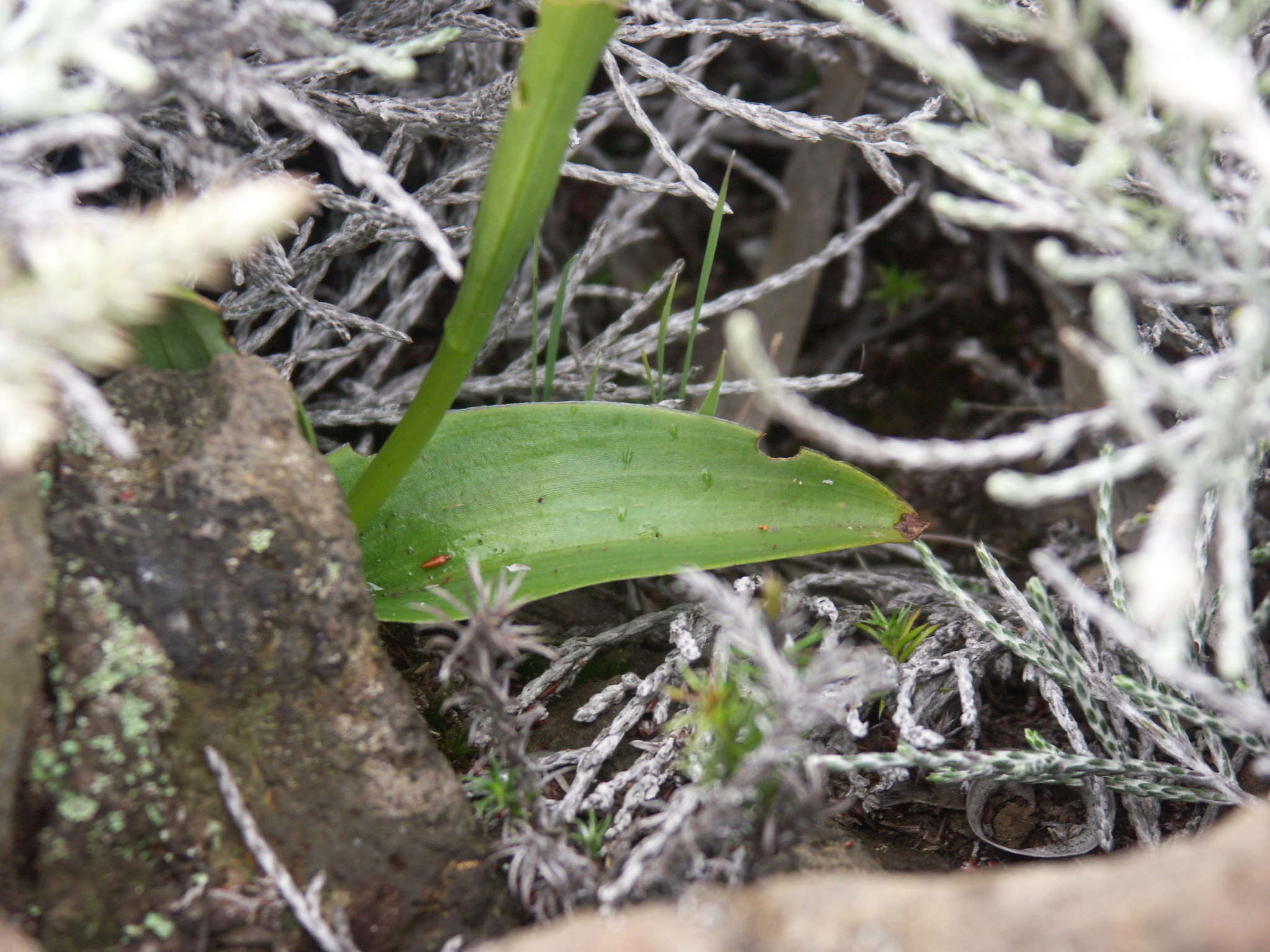 Image de Satyrium amoenum (Thouars) A. Rich.