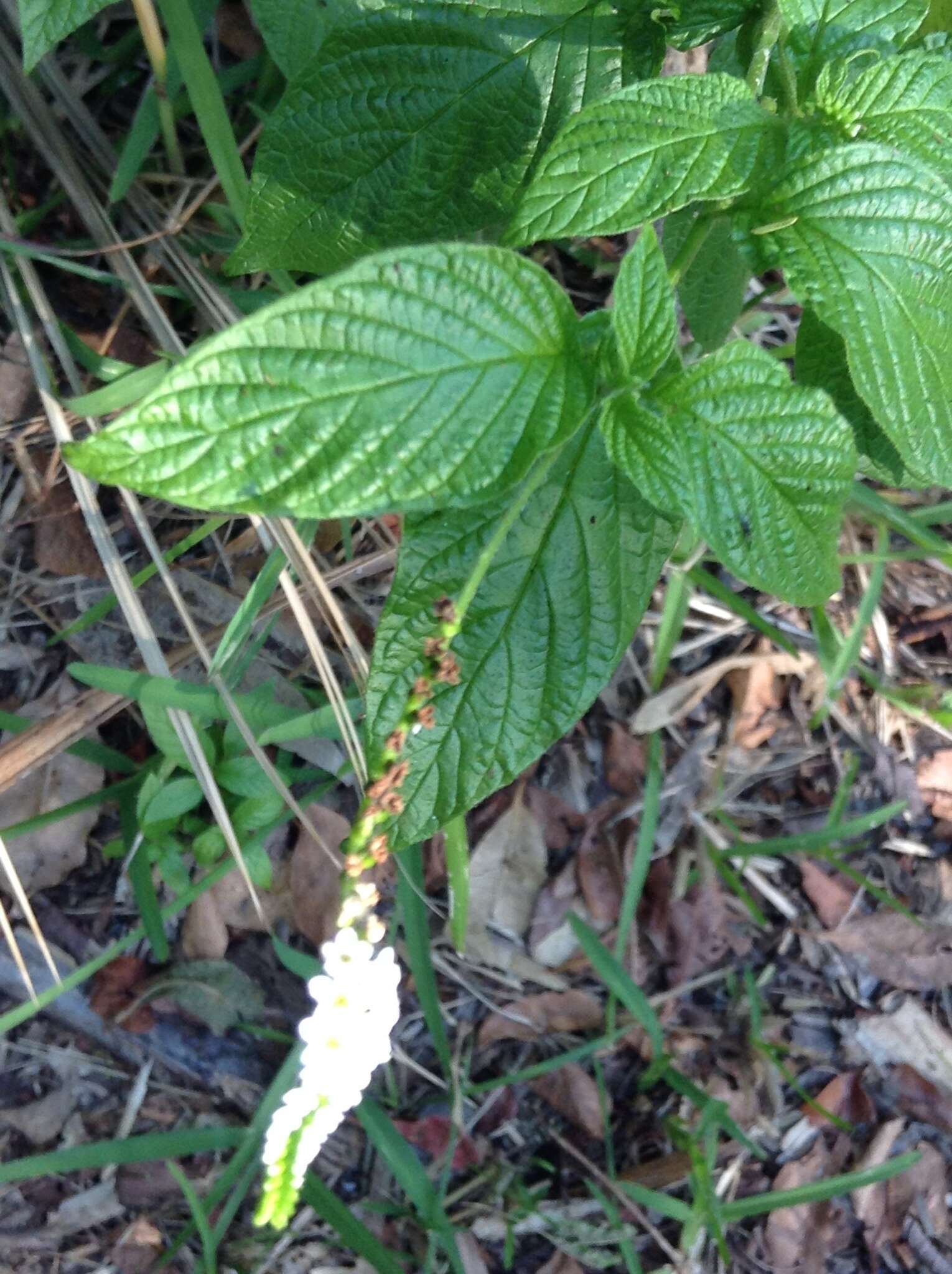 Image de Heliotropium angiospermum Murray