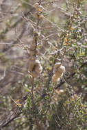 Image of Asphondylia floccosa Gagne 1986