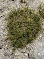 Image of shorthair sedge