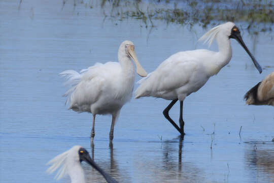 Imagem de Platalea flavipes Gould 1838