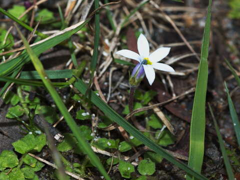 Image de Lobelia pedunculata R. Br.