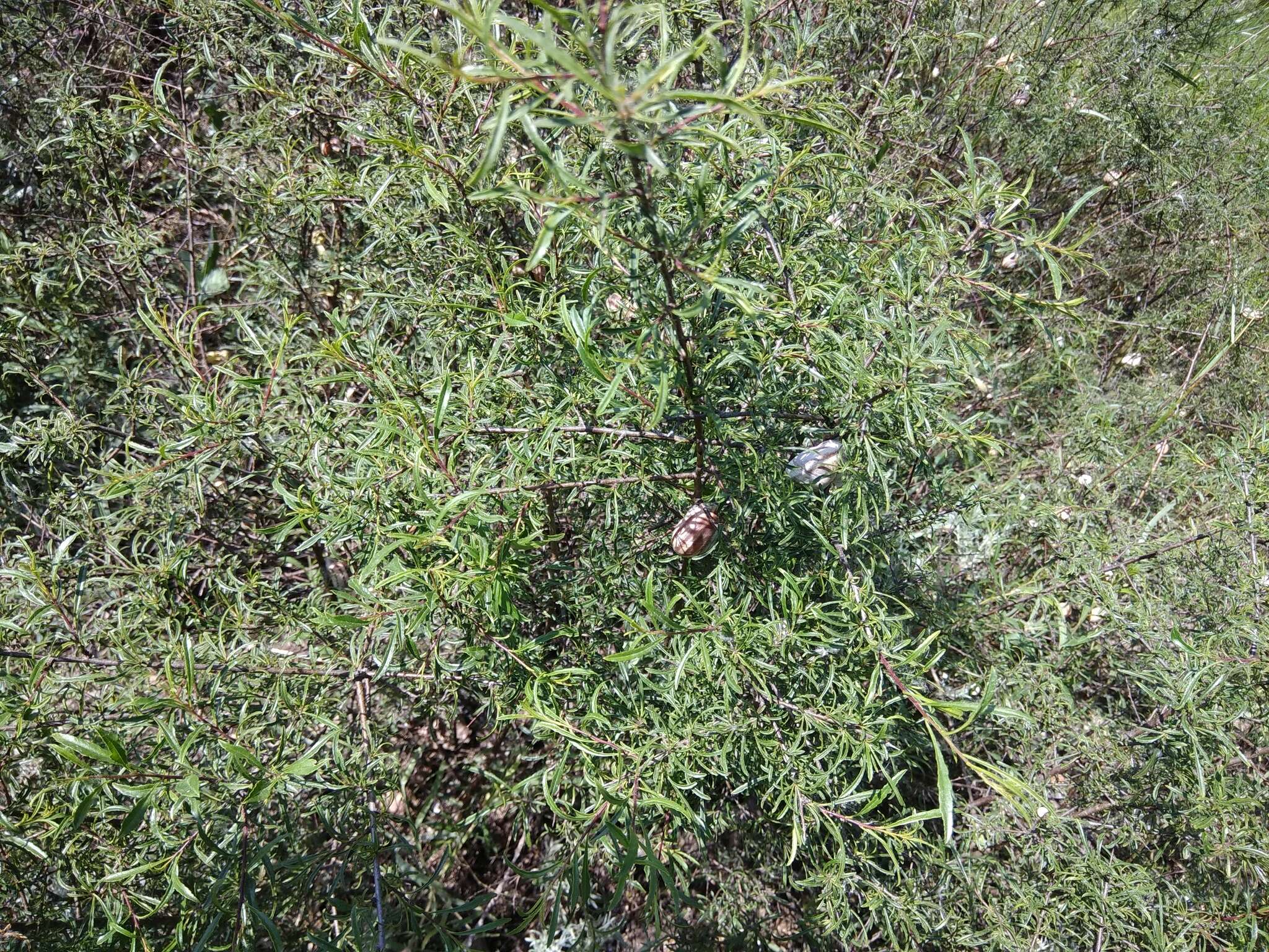 Image of Rhamnus erythroxyloides Hoffmanns.