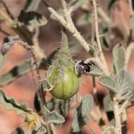Image of Solanum chippendalei D. E. Symon