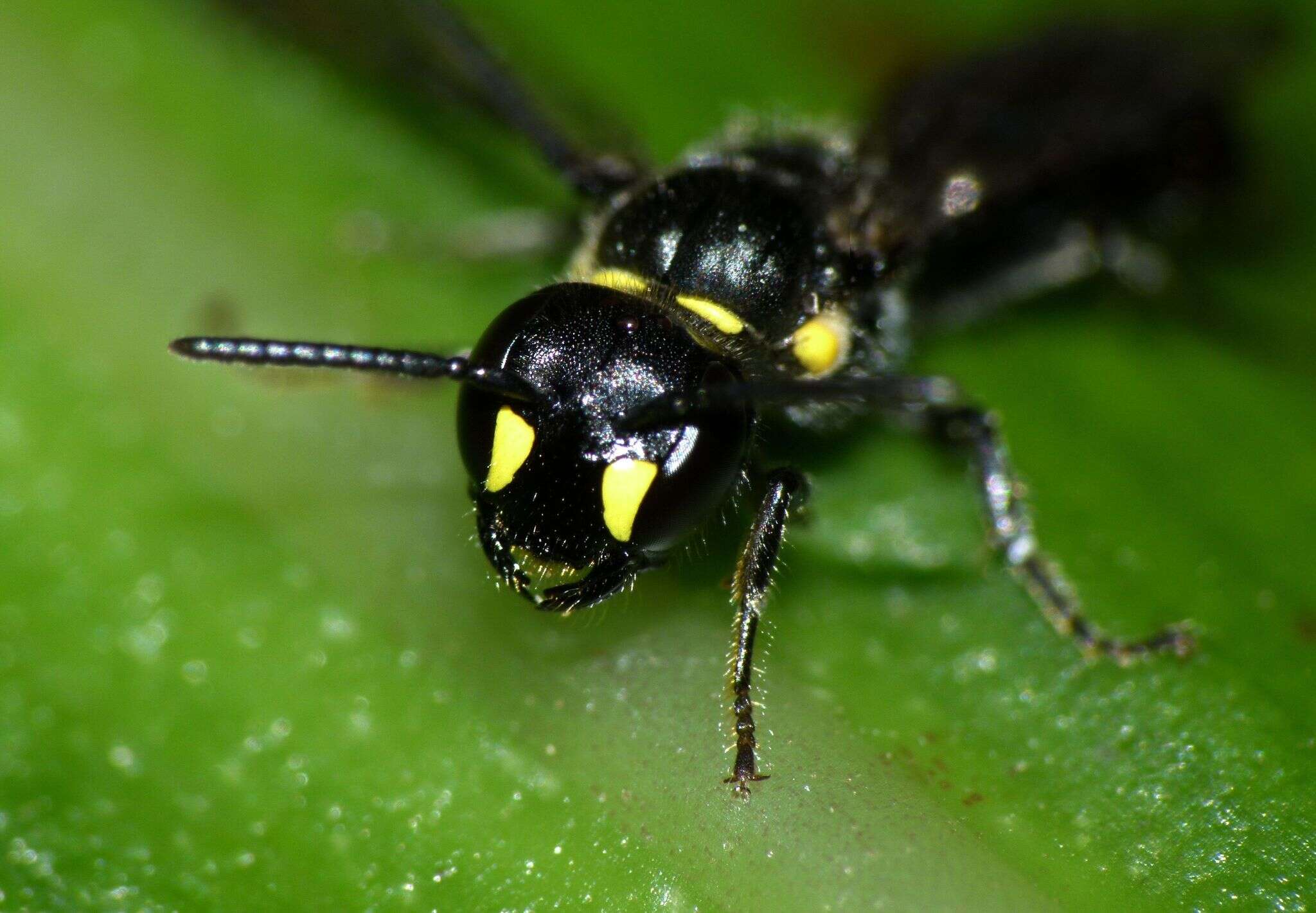 Image of Agile Masked Bee