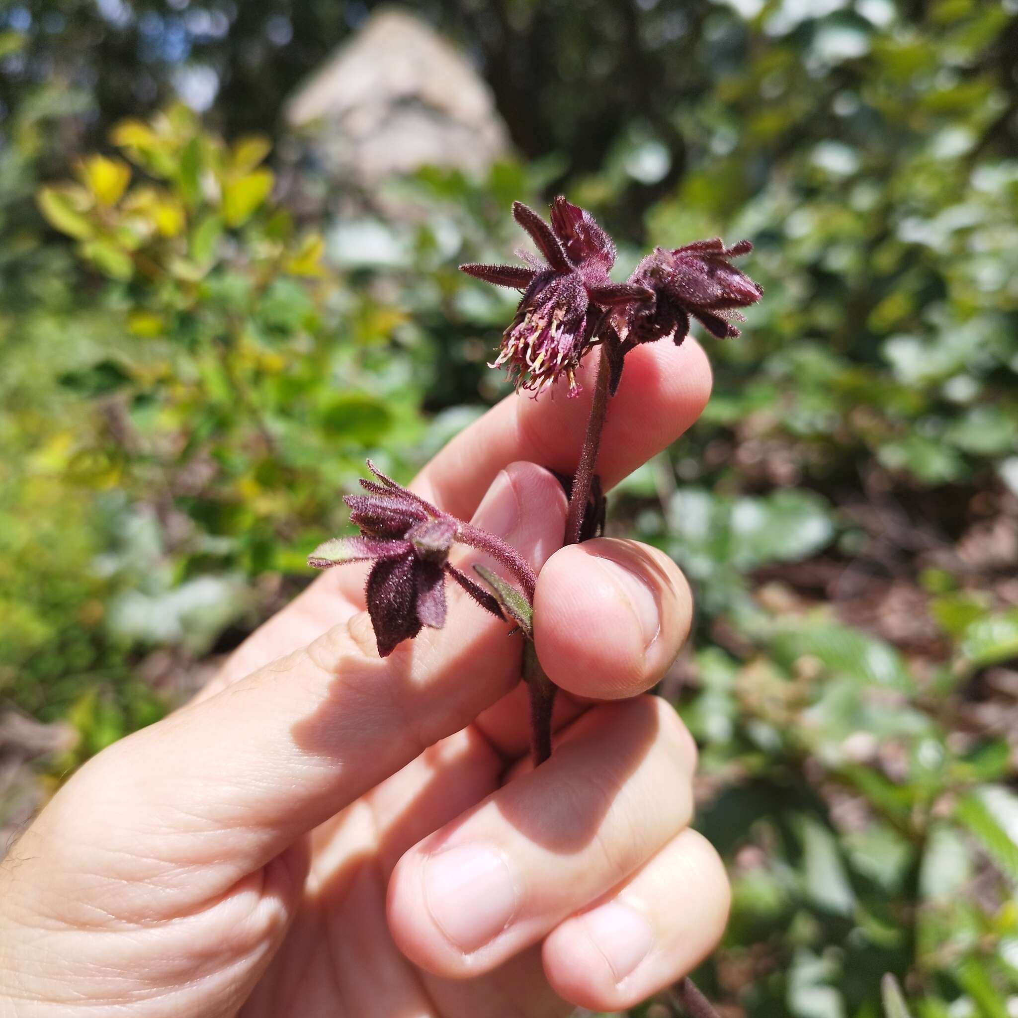 Image of Axiniphyllum scabrum (Zucc.) Blake