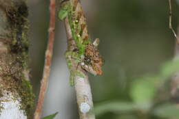 Image of Yellow-green Chameleon