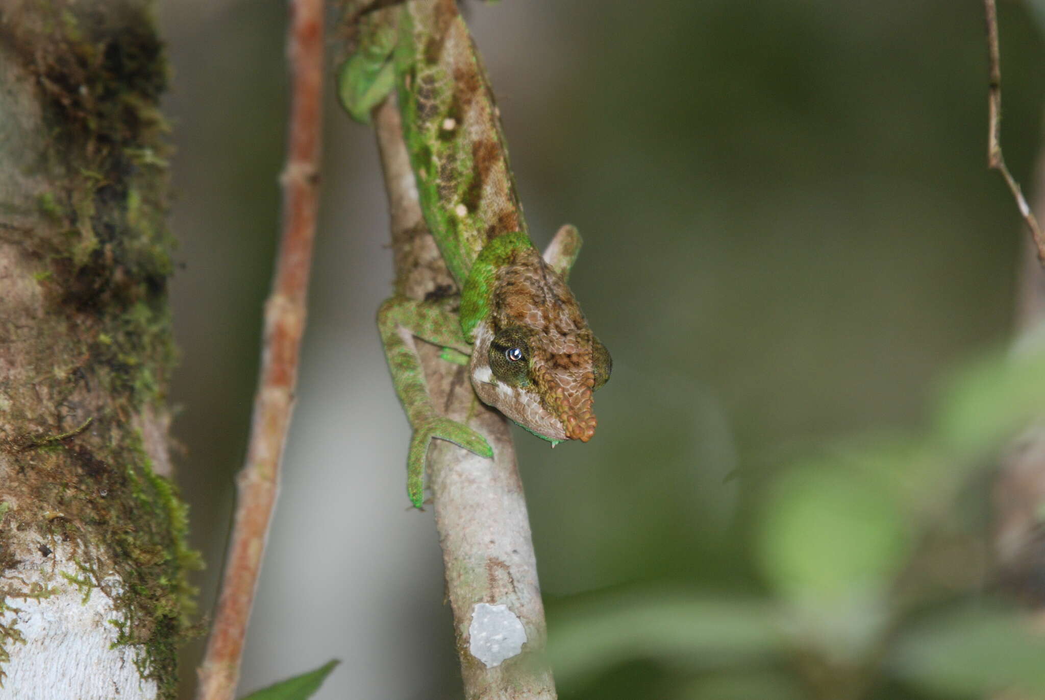 Image of Yellow-green Chameleon