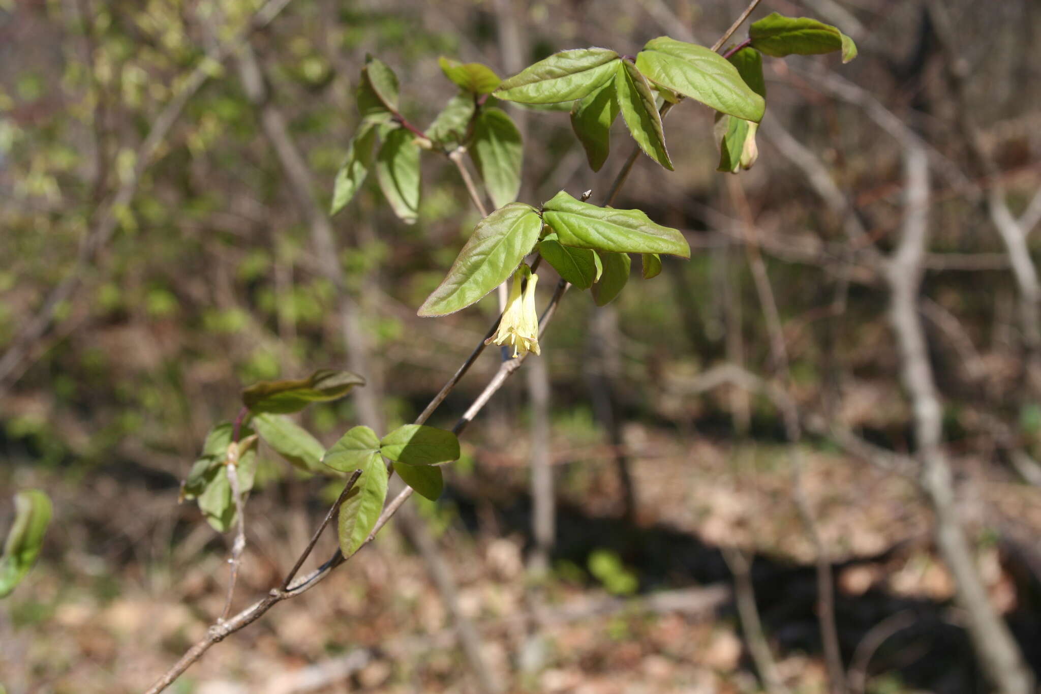 Image de Lonicera canadensis Bartr. ex Marsh.