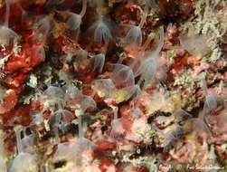 Image of Phoronid