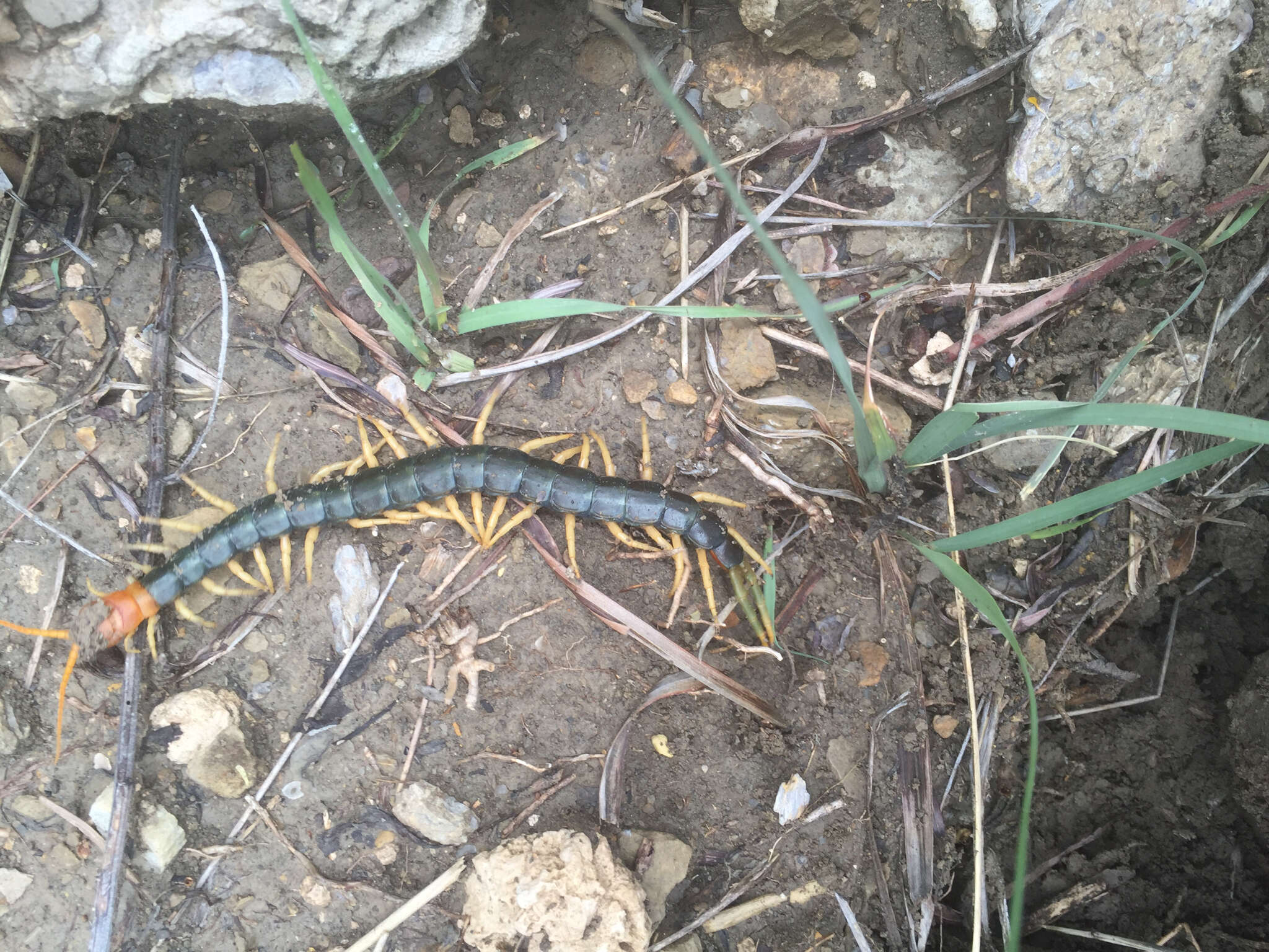 Image of Giant Redheaded Centipede