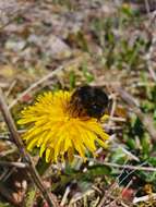 Image of Bombus ruderarius (Müller 1776)