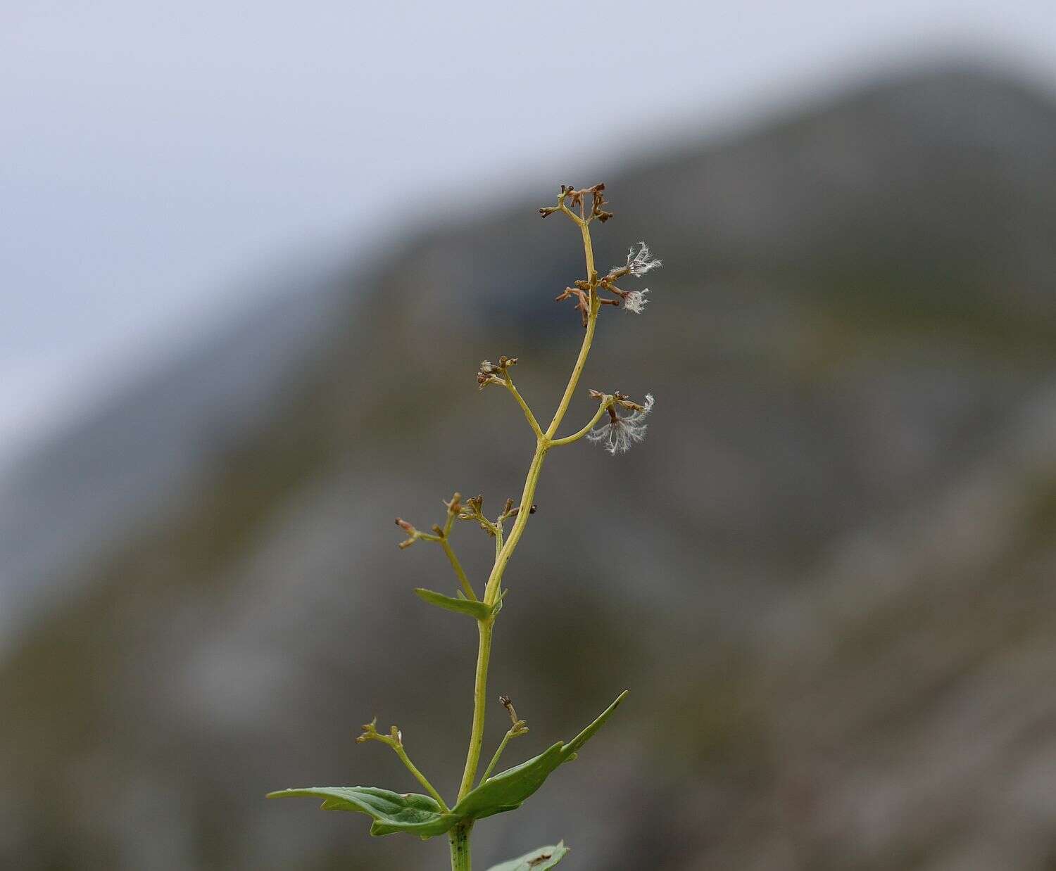 Image de Valeriana elongata Jacq.