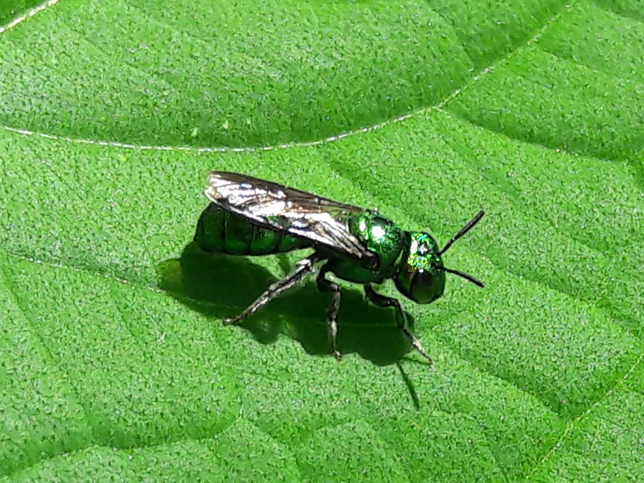 Image de Ceratina chloris (Fabricius 1804)