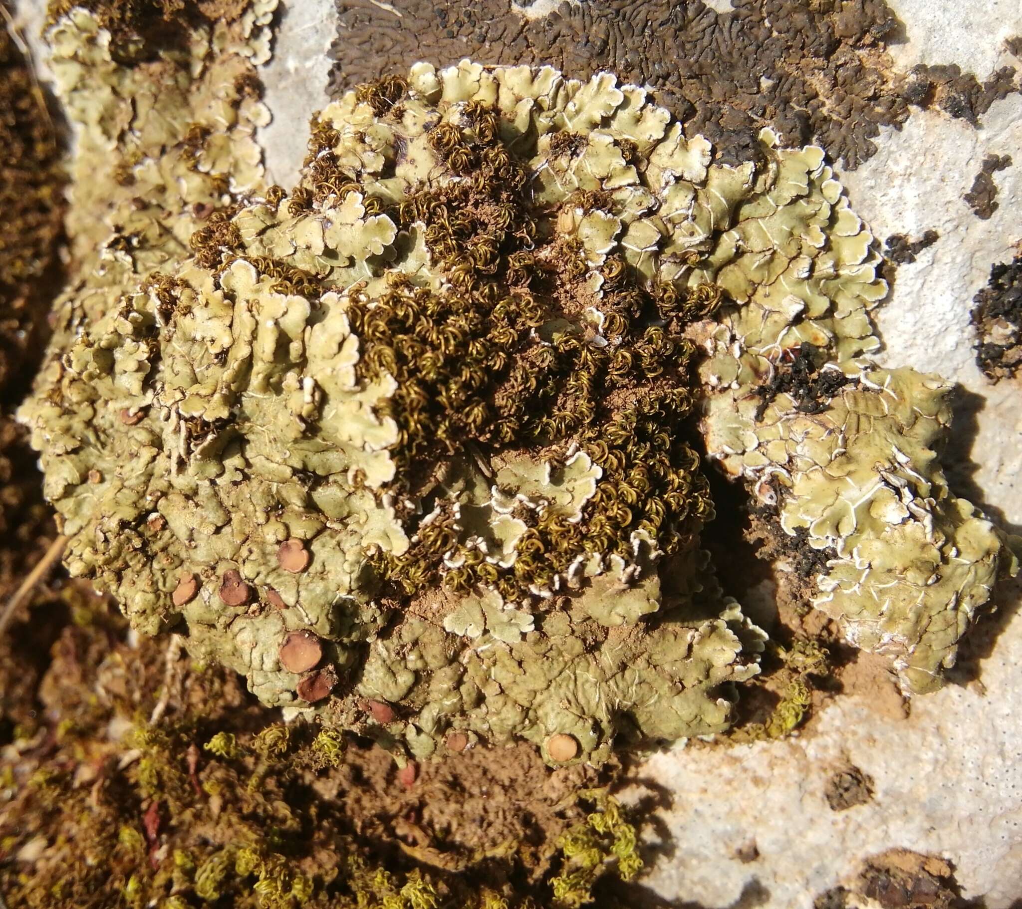 Image of rim lichen