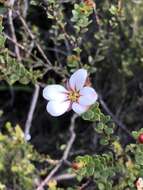 Image of Adenandra villosa subsp. umbellata (Wendl.) Strid