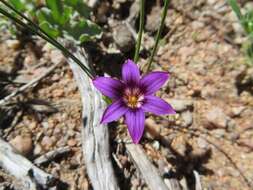 Image of Romulea kamisensis M. P. de Vos