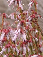 Imagem de Erica equisetifolia Salisb.