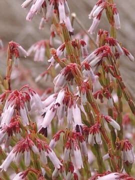 Image of Erica equisetifolia Salisb.