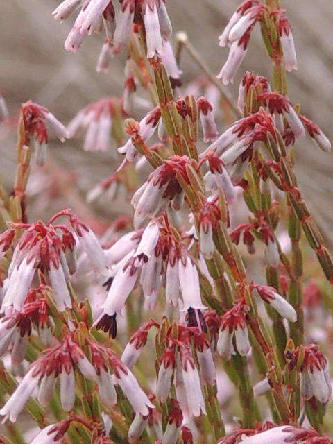 Imagem de Erica equisetifolia Salisb.