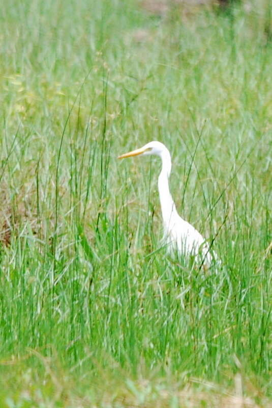 Image of Intermediate Egret