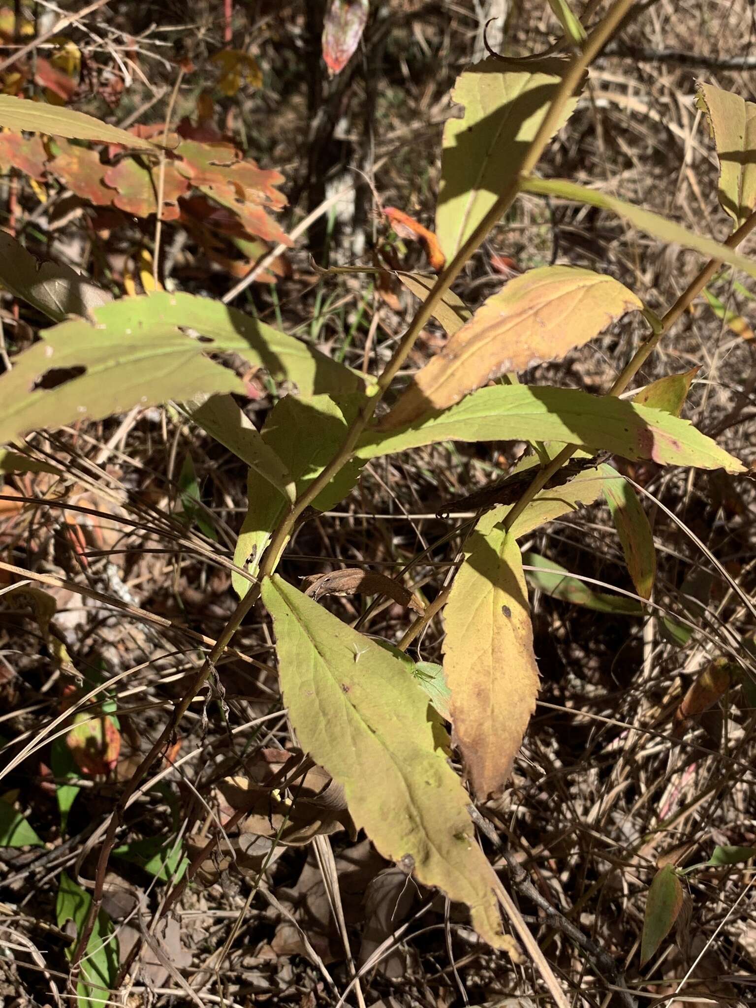 صورة Solidago curtisii var. flaccidifolia (Small) R. E. Cook & Semple