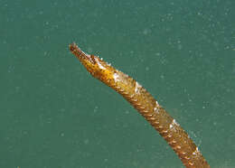 Image of Ladder pipefish
