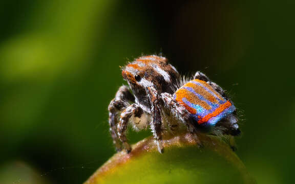 Image of Maratus tasmanicus Otto & Hill 2013