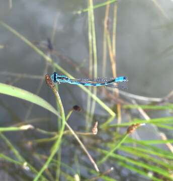 Image of Coenagrion ecornutum (Selys ex Selys & McLachlan 1872)