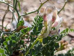 Imagem de Astragalus beckwithii var. purpureus M. E. Jones