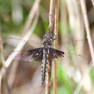 Image of Mantled Baskettail