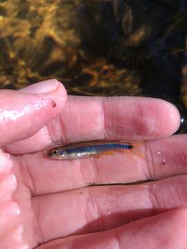 Image of Metallic Shiner