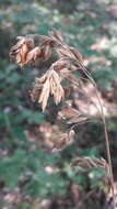 Image of Festuca paniculata (L.) Schinz & Thell.