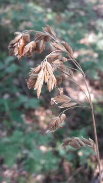 Image of Festuca paniculata (L.) Schinz & Thell.