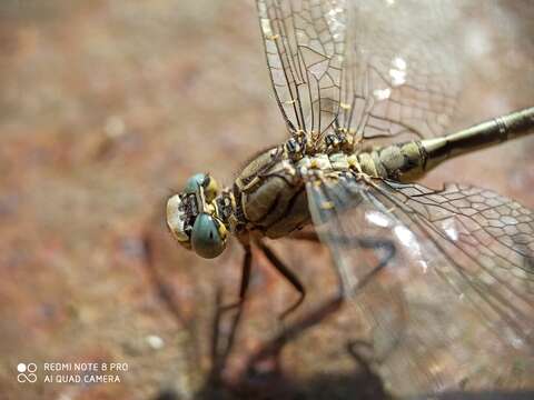 Image of Western Clubtail