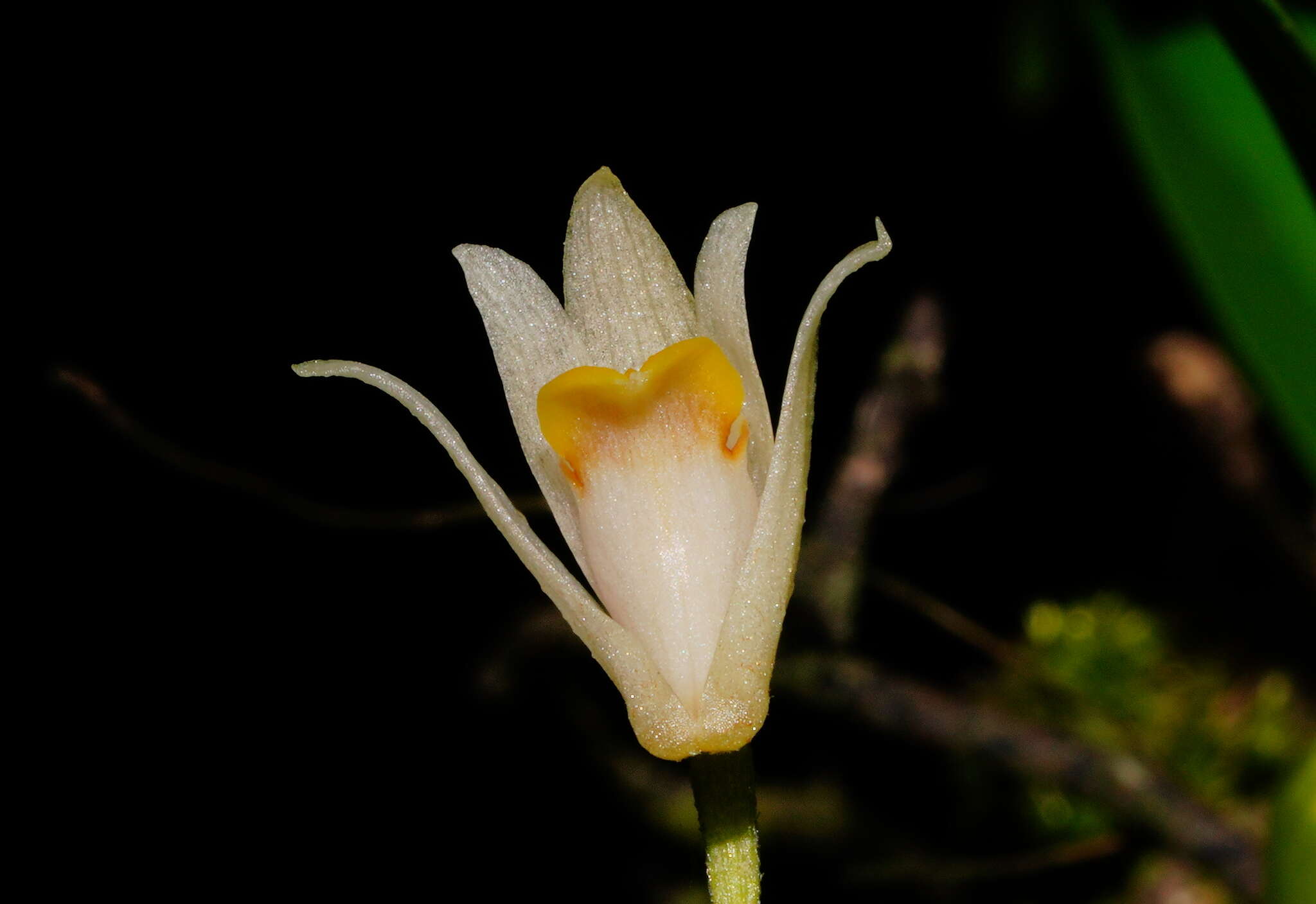 Image of Conchidium japonicum (Maxim.) S. C. Chen & J. J. Wood