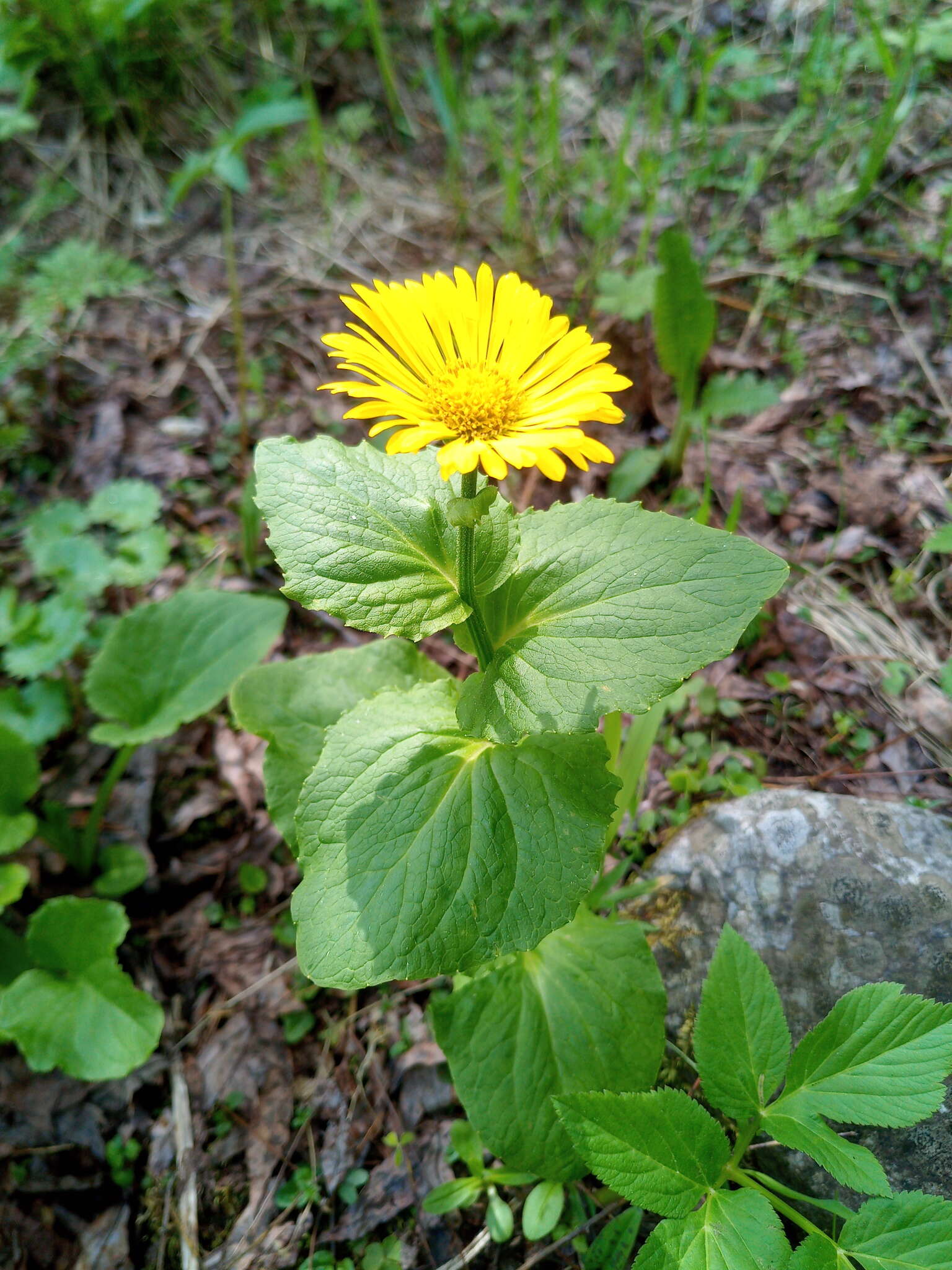 Image of Doronicum altaicum Pall.