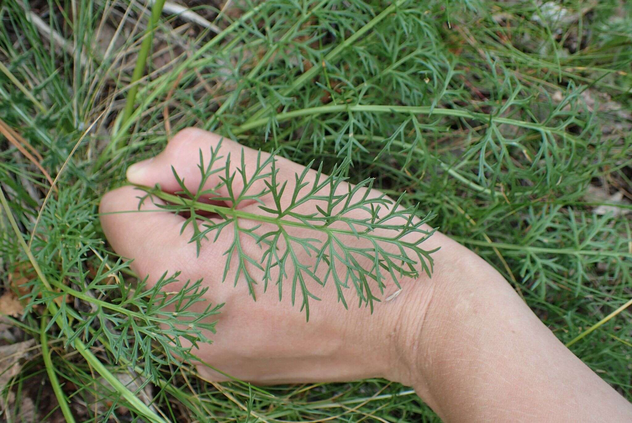 Image of Jacobaea adonidifolia (Loisel.) Pelser & Veldkamp